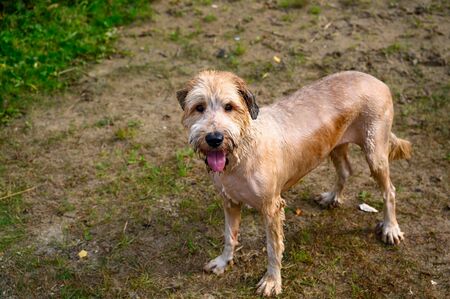 Portrait of standing wet briard (french shepherd bitch) with hair cut.の写真素材