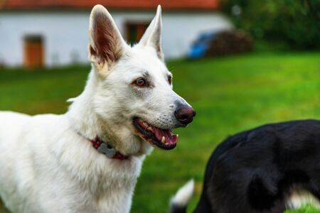 Young white female swiss shepherd standing in garden and waiting for command. You can see a part of body of black shepherd.の写真素材