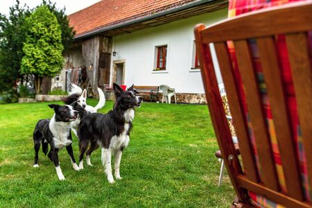 Pack of three shepherd dogs (border collie, swiss shepherd) standing and waiting for feeding on garden.の写真素材