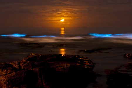Bioluminescent red tide at nighttime under a crescent moon. の写真素材