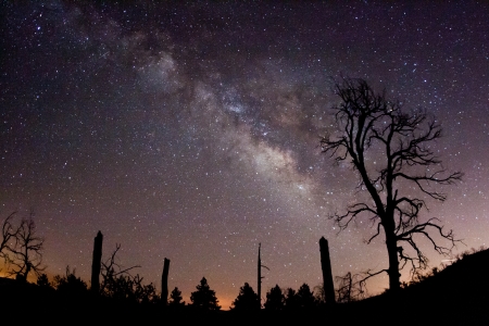The Milky Way and fire-damaged trees  Paso Picacho Campground at Cuyamaca Rancho State Park in San Diego County, California USAの写真素材