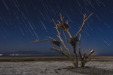 Star trails with a dead tree with large birds nests that still stands on the playa on the southeastern shore of the Salton Sea.の写真素材
