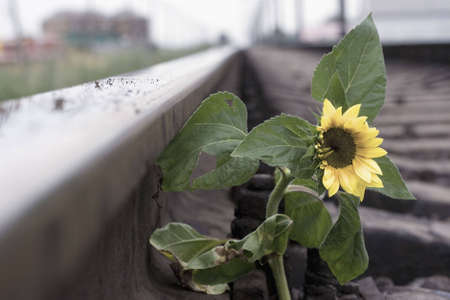 no descriptionの写真素材