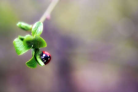 Ladybird, Ladybugの写真素材