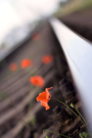 poppy on the railroadの写真素材