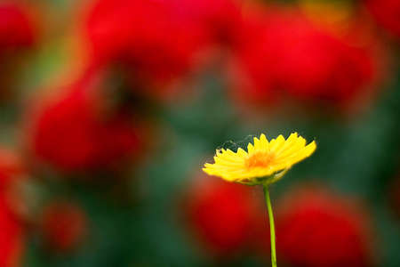 no descriptionの写真素材