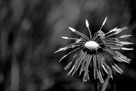 The focus in a center dandelionの写真素材