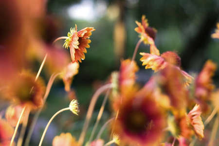 no descriptionの写真素材