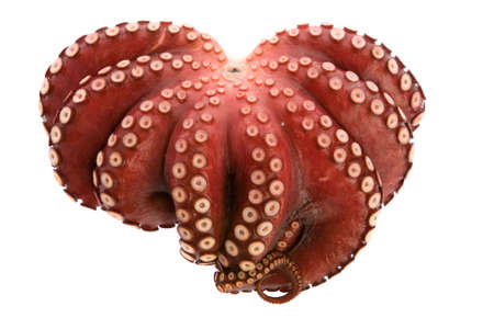 Ise'd calmar as isolatedの写真素材