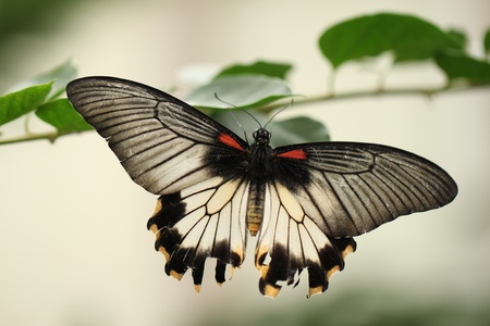 Butterflyの写真素材