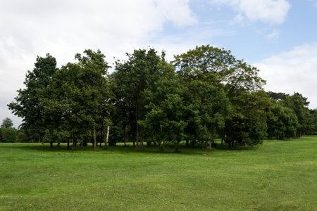 Tree Cluster in Park