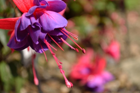 A close up of a purple and pink fuchsia flower