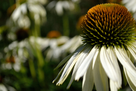 A close up of an echinacea white swan flowerの写真素材