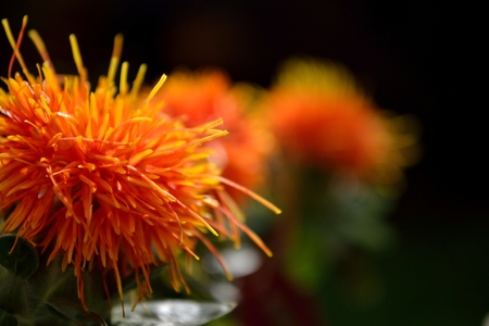 A close up image of a group of orange safflowersの写真素材