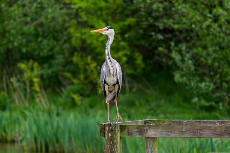 A heron standing on a wood frame looking to the sideの写真素材