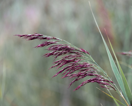 A close up of a common reed flower stalk capturing the striking deep red colour of the flowersの写真素材