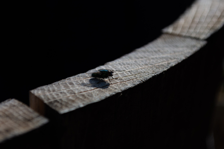 Close up of a blue fly sitting on top of a wooden panelの写真素材