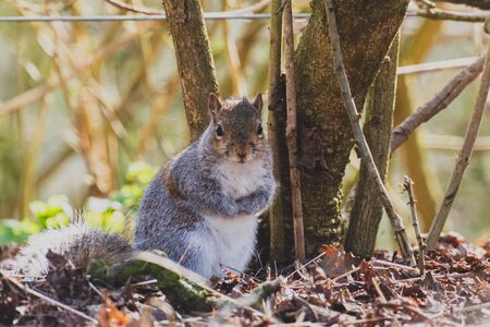 A squirrel shown standing on it's hind legs looking towards the cameraの写真素材
