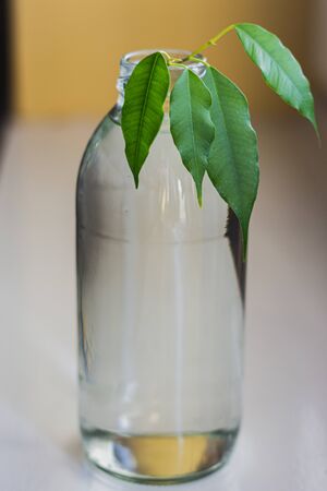A house plant growing out of a clear glass bottle filled with water. The plant has four leaves sprouting out of the top of the bottom.の写真素材