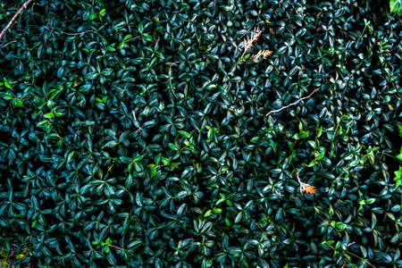 Beautiful background with climbing green plantの写真素材