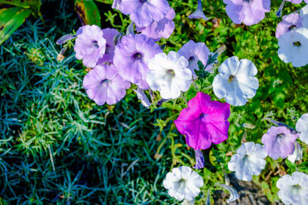Photo with many white and pink flowers in a flowerbed in the countryの写真素材