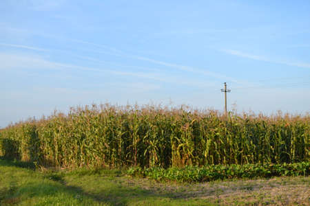 Photo of a cornfield on a clear dayの写真素材
