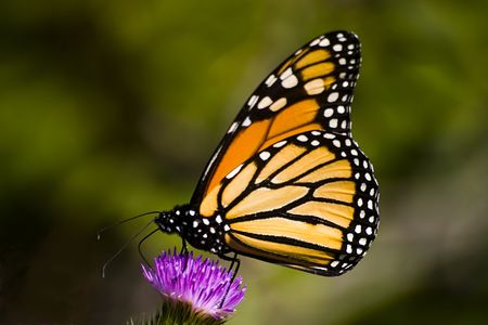 Closeup of a monarch butterfly on a thistle flowerの写真素材