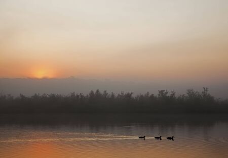 Three ducks  swimming in the early morning mist and the sun risingの写真素材