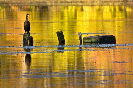 Cormorant  perched on a log with the reflection of colors of autumn surrounding it.の写真素材