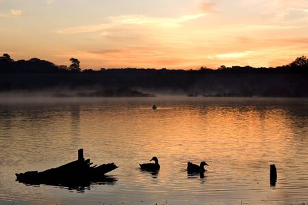 Two ducks casually swimming right befor sunrise.の写真素材