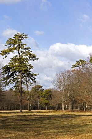 Open grass area with trees and clouds in the background.の写真素材