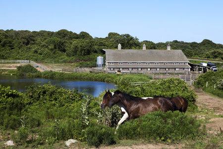 Two horses walking  with a pond and old barn in the background. This is the oldest ranch in the country  Deep Hollow Ranch, is at the easternmost point of Long Island in Montauk, New York.のeditorial素材
