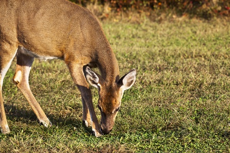 White Tail Deer Feeding at Heckscher state park  Long Island, New York の写真素材