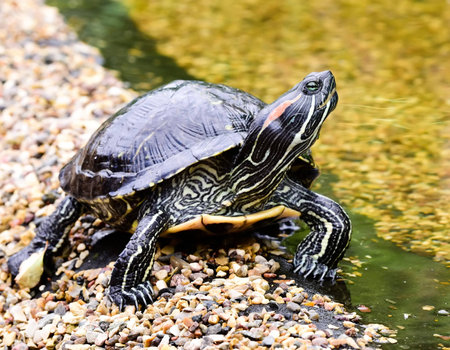 Important turtle