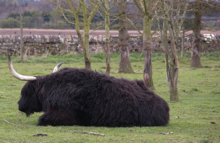 Highland Cowの写真素材