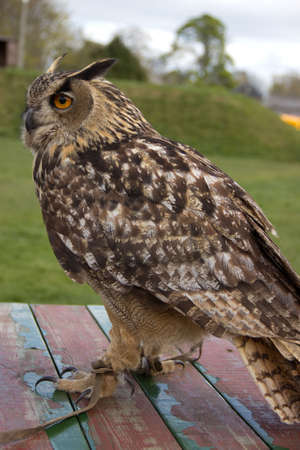 Hawk Owlの写真素材