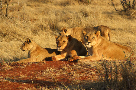 Lionsの写真素材