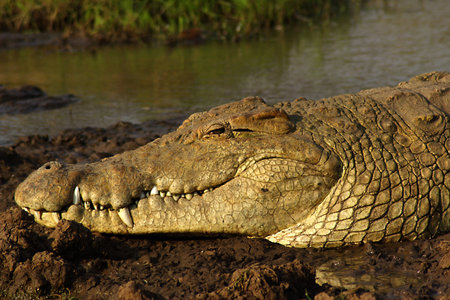 Crocodileの写真素材