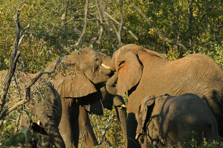 Elephantsの写真素材