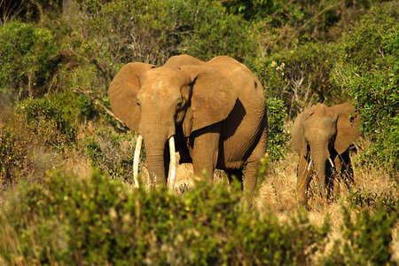 elephantsの写真素材