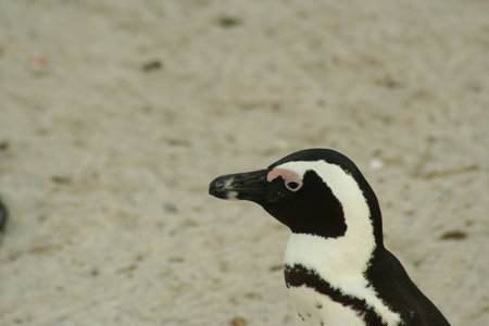 African penguin Spheniscus demersusの写真素材