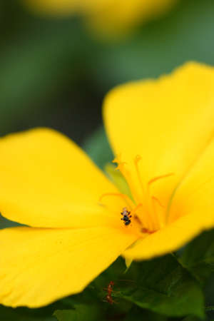 Flowerの写真素材