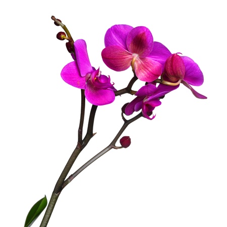 pink orchid isolated on whiteの写真素材
