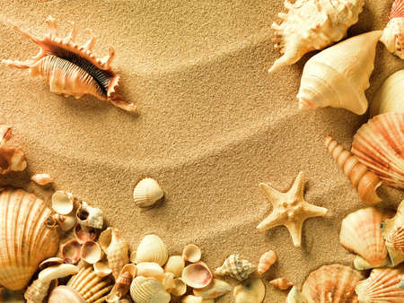 sea shells with sand as background