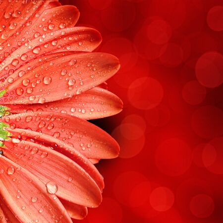 spring flower background spring flower background