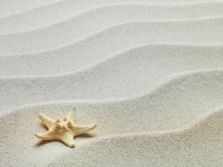 starfish with sea sand as backgroundの写真素材