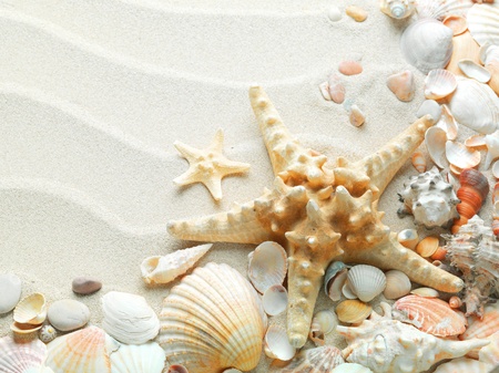beach sand with shells and starfishの写真素材