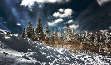 Fresh Snowの写真素材