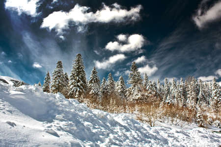 Fresh Snowの写真素材