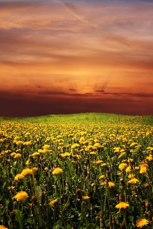 flowering dandelion on meadowの写真素材